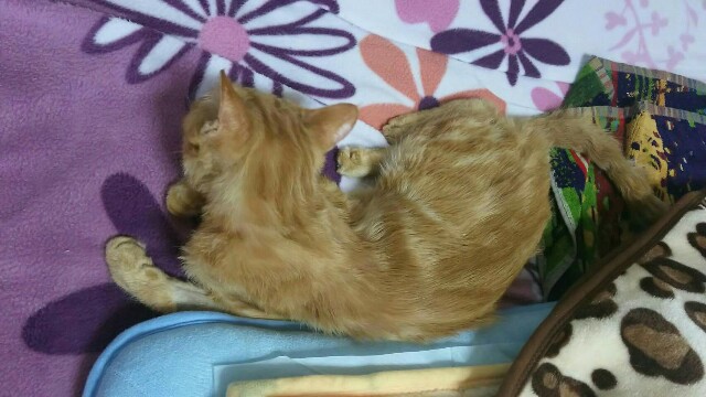 f:id:hiraryo0201:20161121081600j:image f:id:hiraryo0201:20161121081600j:image