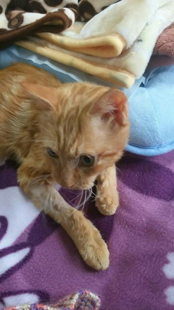 f:id:hiraryo0201:20161121081610j:image f:id:hiraryo0201:20161121081610j:image