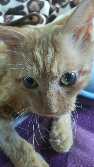 f:id:hiraryo0201:20161121081620j:image f:id:hiraryo0201:20161121081620j:image