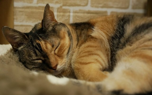 f:id:hiraryo0201:20161121095704j:plain f:id:hiraryo0201:20161121095704j:plain