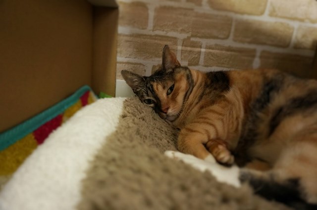 f:id:hiraryo0201:20161121095812j:plain f:id:hiraryo0201:20161121095812j:plain