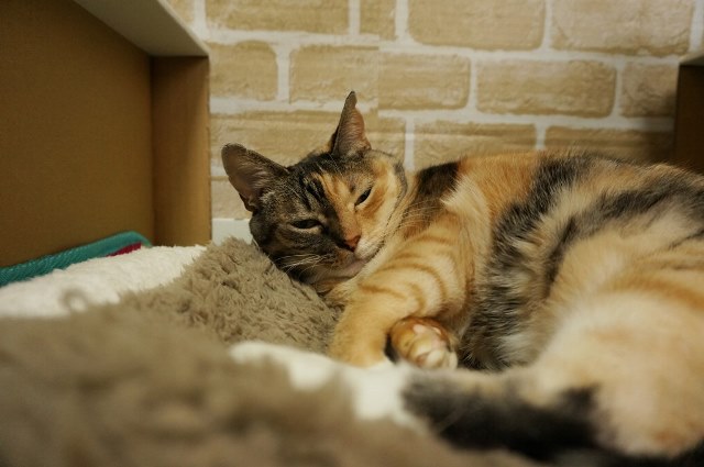 f:id:hiraryo0201:20161121095851j:plain f:id:hiraryo0201:20161121095851j:plain