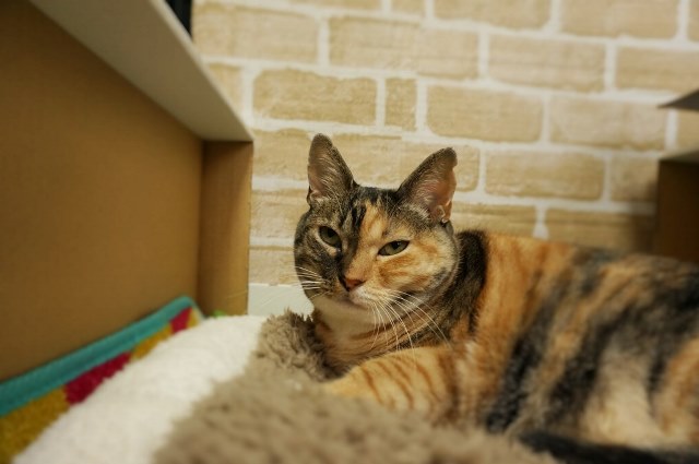 f:id:hiraryo0201:20161121095942j:plain f:id:hiraryo0201:20161121095942j:plain