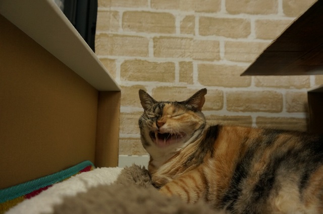 f:id:hiraryo0201:20161121100022j:plain f:id:hiraryo0201:20161121100022j:plain