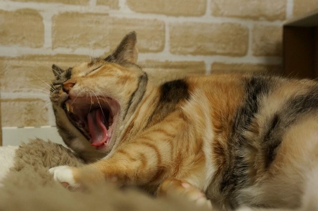 f:id:hiraryo0201:20161121100308j:plain f:id:hiraryo0201:20161121100308j:plain