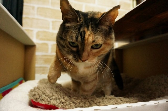 f:id:hiraryo0201:20161121100433j:plain f:id:hiraryo0201:20161121100433j:plain