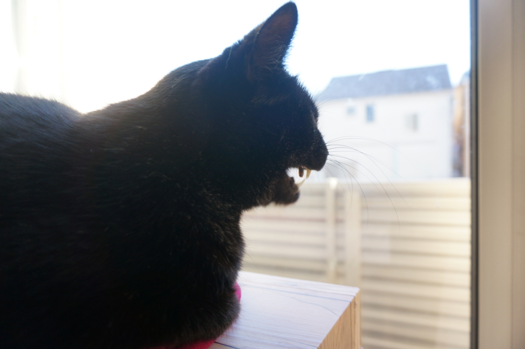 f:id:hiraryo0201:20161121101400j:plain f:id:hiraryo0201:20161121101400j:plain