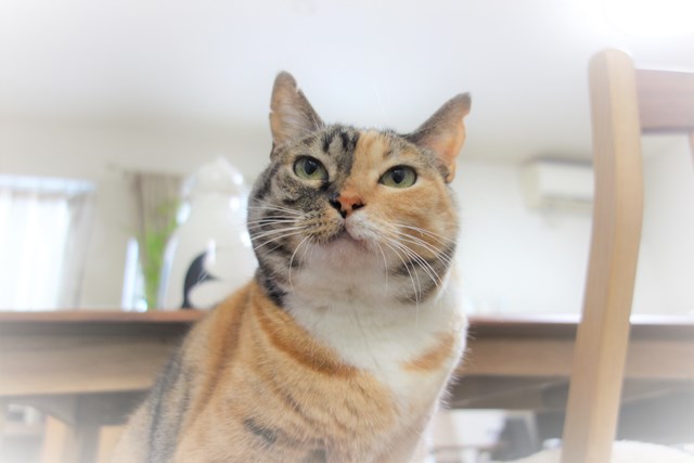 f:id:hiraryo0201:20161121102500j:plain f:id:hiraryo0201:20161121102500j:plain