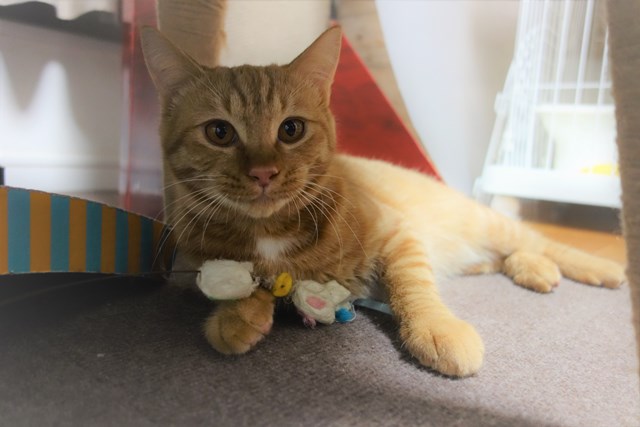 f:id:hiraryo0201:20161123162126j:plain