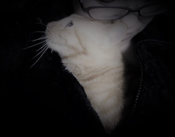 f:id:hiraryo0201:20161124084728j:plain