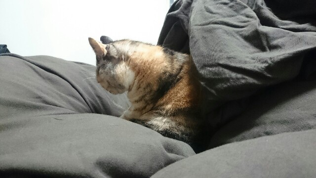 f:id:hiraryo0201:20161126164732j:image f:id:hiraryo0201:20161126164732j:image