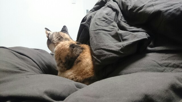 f:id:hiraryo0201:20161126164742j:image f:id:hiraryo0201:20161126164742j:image