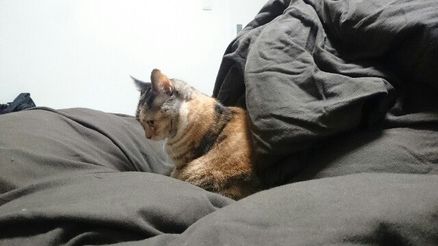 f:id:hiraryo0201:20161126164751j:image f:id:hiraryo0201:20161126164751j:image