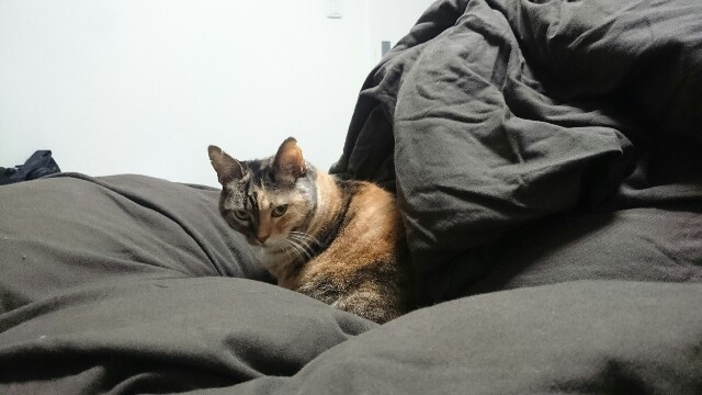 f:id:hiraryo0201:20161126164803j:image f:id:hiraryo0201:20161126164803j:image