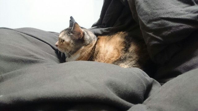 f:id:hiraryo0201:20161126164817j:image f:id:hiraryo0201:20161126164817j:image