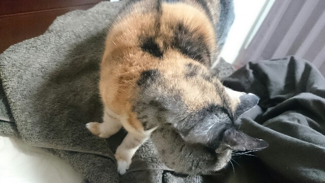 f:id:hiraryo0201:20161127112415j:image f:id:hiraryo0201:20161127112415j:image