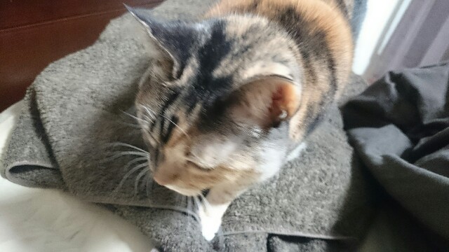 f:id:hiraryo0201:20161127112435j:image f:id:hiraryo0201:20161127112435j:image