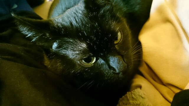 f:id:hiraryo0201:20161127201941j:image