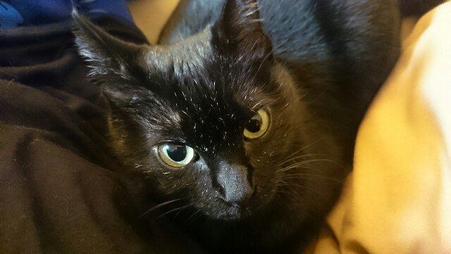 f:id:hiraryo0201:20161127202048j:image f:id:hiraryo0201:20161127202048j:image