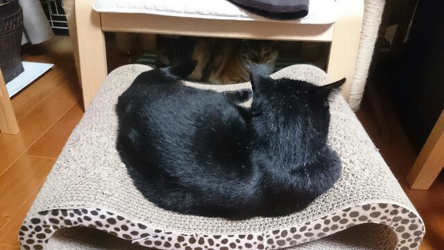 f:id:hiraryo0201:20161127202110j:image f:id:hiraryo0201:20161127202110j:image