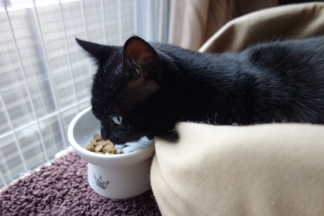 f:id:hiraryo0201:20161128082554j:plain f:id:hiraryo0201:20161128082554j:plain