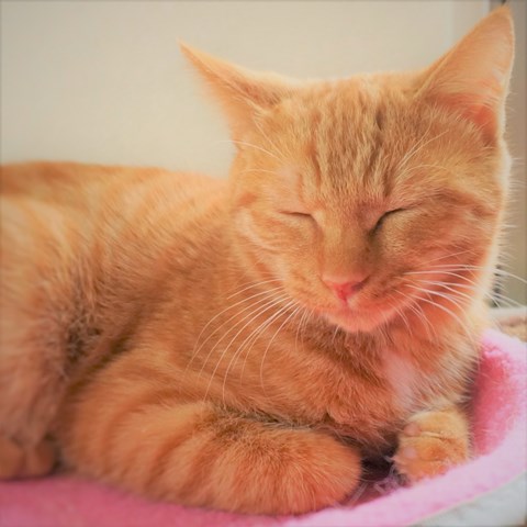 f:id:hiraryo0201:20161129124435j:plain