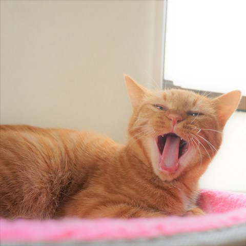 f:id:hiraryo0201:20161129124541j:plain