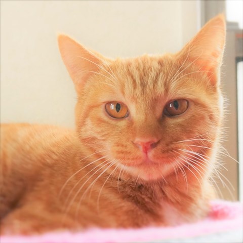 f:id:hiraryo0201:20161129124555j:plain