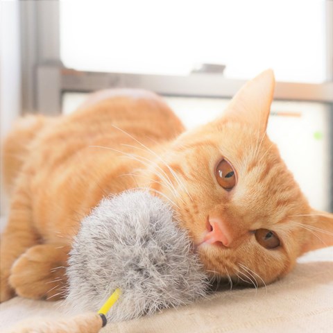 f:id:hiraryo0201:20161129124619j:plain