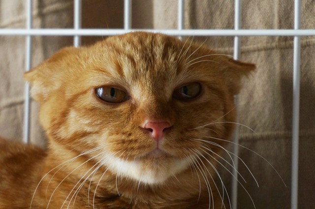 f:id:hiraryo0201:20161129125143j:plain