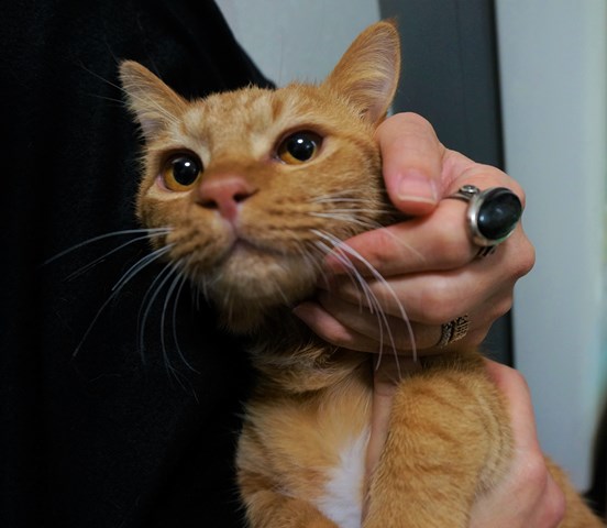 f:id:hiraryo0201:20161129125210j:plain