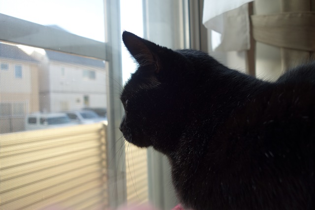 f:id:hiraryo0201:20161202081443j:plain