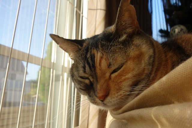 f:id:hiraryo0201:20161202081459j:plain f:id:hiraryo0201:20161202081459j:plain