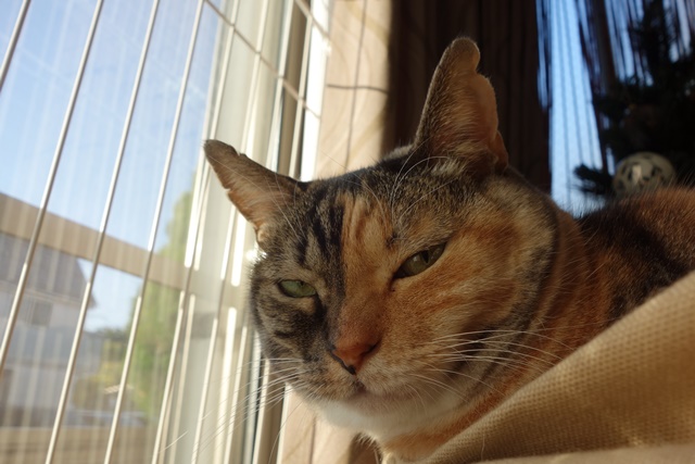 f:id:hiraryo0201:20161202081523j:plain f:id:hiraryo0201:20161202081523j:plain