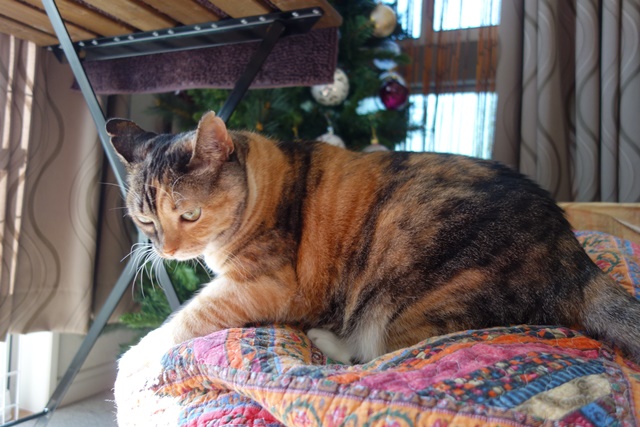 f:id:hiraryo0201:20161202081606j:plain f:id:hiraryo0201:20161202081606j:plain