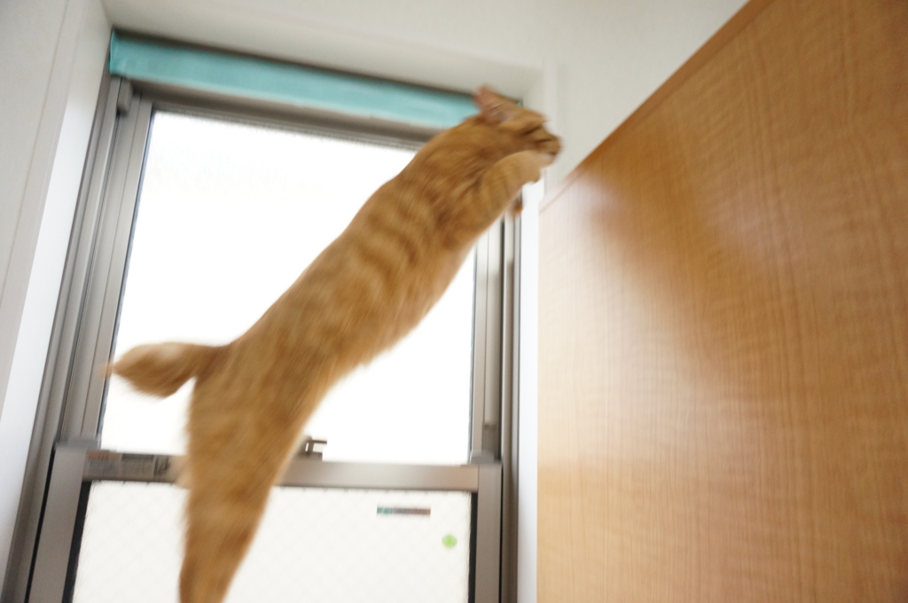 f:id:hiraryo0201:20161202081716j:plain f:id:hiraryo0201:20161202081716j:plain