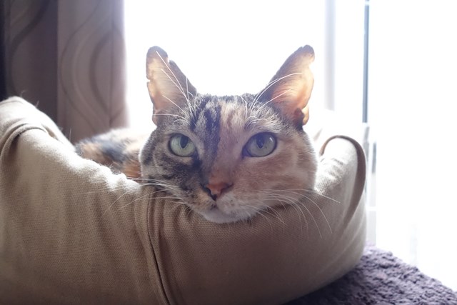 f:id:hiraryo0201:20161204085100j:plain f:id:hiraryo0201:20161204085100j:plain