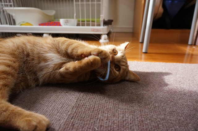 f:id:hiraryo0201:20161205082615j:plain f:id:hiraryo0201:20161205082615j:plain