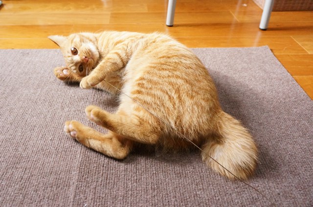 f:id:hiraryo0201:20161205093941j:plain