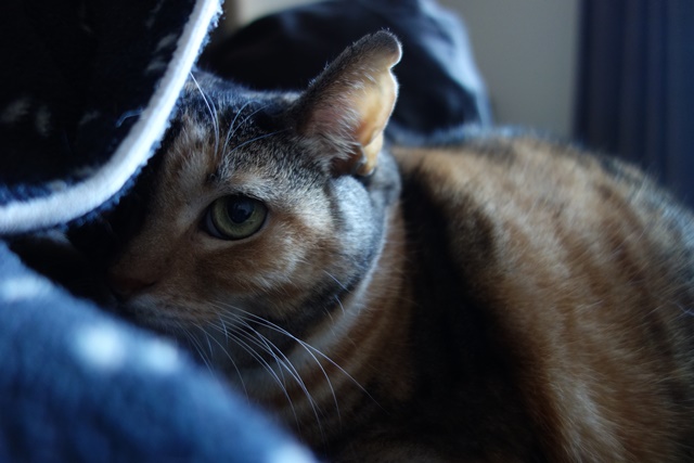 f:id:hiraryo0201:20161205095102j:plain f:id:hiraryo0201:20161205095102j:plain