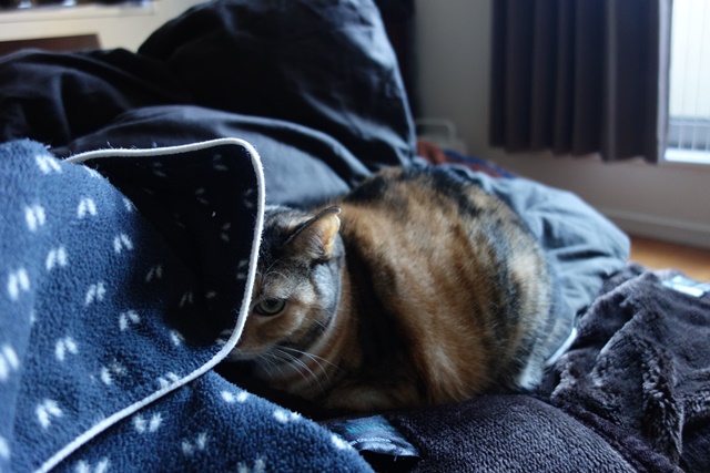 f:id:hiraryo0201:20161205095114j:plain f:id:hiraryo0201:20161205095114j:plain