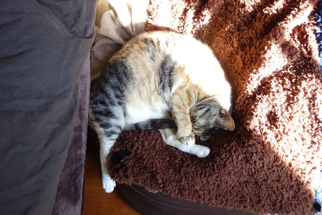 f:id:hiraryo0201:20161205095150j:plain f:id:hiraryo0201:20161205095150j:plain