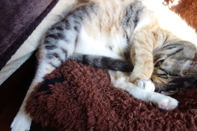 f:id:hiraryo0201:20161205095201j:plain f:id:hiraryo0201:20161205095201j:plain