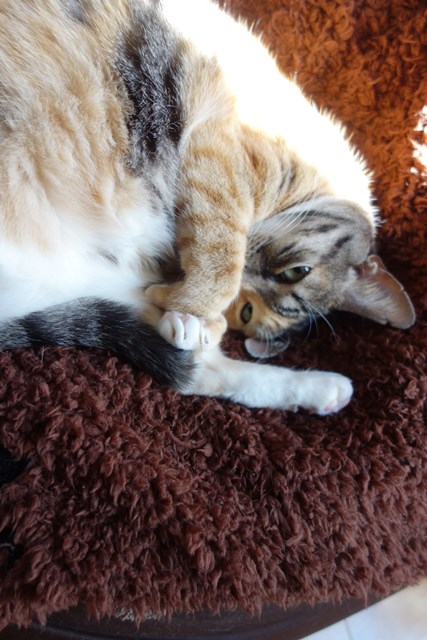 f:id:hiraryo0201:20161205095312j:plain f:id:hiraryo0201:20161205095312j:plain