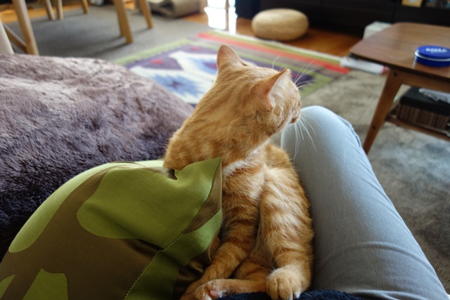 f:id:hiraryo0201:20161207092229j:plain f:id:hiraryo0201:20161207092229j:plain