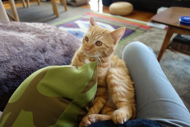 f:id:hiraryo0201:20161207092234j:plain f:id:hiraryo0201:20161207092234j:plain