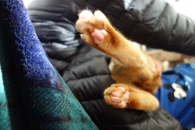 f:id:hiraryo0201:20161207092308j:plain f:id:hiraryo0201:20161207092308j:plain