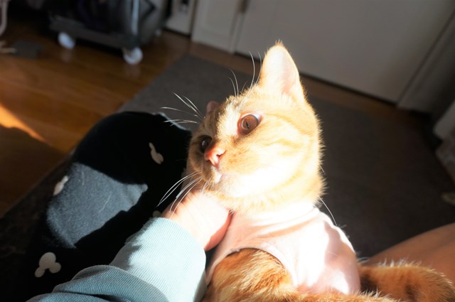 f:id:hiraryo0201:20161211175314j:plain f:id:hiraryo0201:20161211175314j:plain