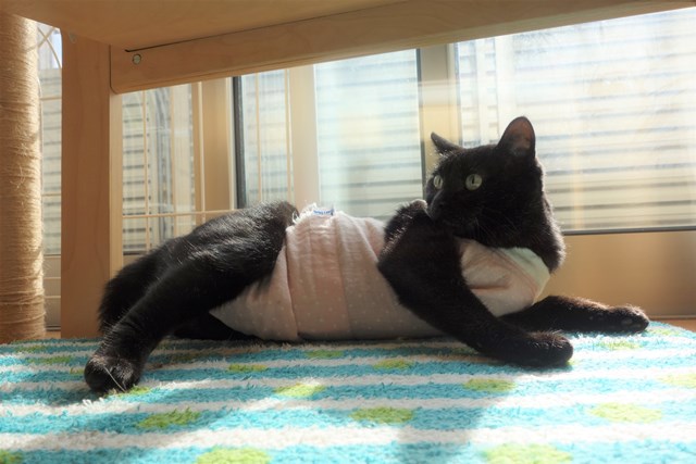 f:id:hiraryo0201:20161211175418j:plain f:id:hiraryo0201:20161211175418j:plain