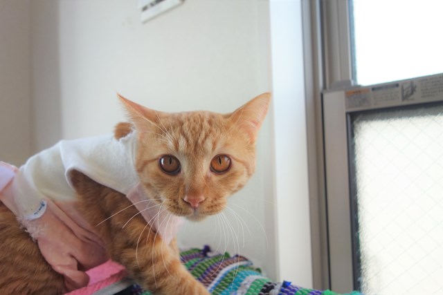 f:id:hiraryo0201:20161211175429j:plain f:id:hiraryo0201:20161211175429j:plain